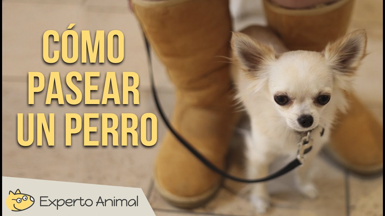 Cómo pasear un perro correctamente
