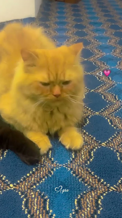 https://youtube.com/shorts/KId3r5dVwGk?si=Y9-x5ld9OVwWJmuf #cat #cute #kitten #funny #catmeow
