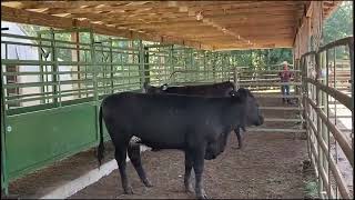 Working Facility Considerations & Principles of Cattle Handling - Beef Brunch Educational Series