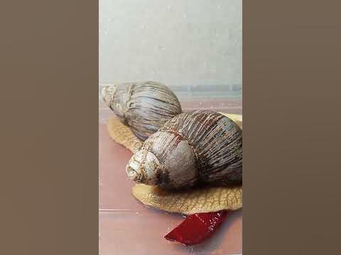 🐌🍏і красний буряк - YouTube