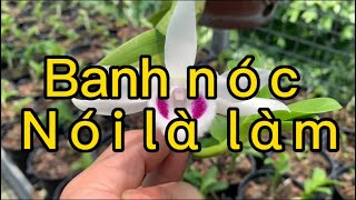 Hôm nay banh nóc xem các bác lại bảo em nói phét Zalo 0976059056