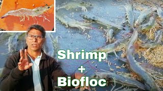 Prawn Farming in Homemade Biofloc | 90 days Update  | batch 3 - part 4 | Shrimp Vannamei