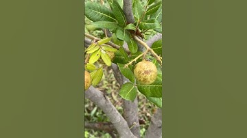 Longan fruit #youtubevideos #subscribe #video #youtubeshorts #shortvideo #fruit