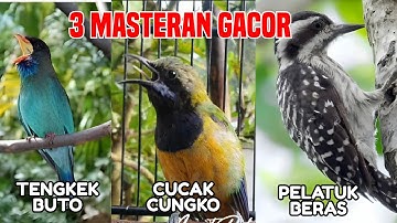 3 MATERI GACOR‼️ Cucak Cungkok vs Tengkek Buto vs Pelatuk Beras – Buat Murai Batu   #cucakcungkok