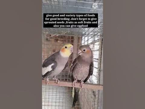 how to breed cockatiels easily - YouTube