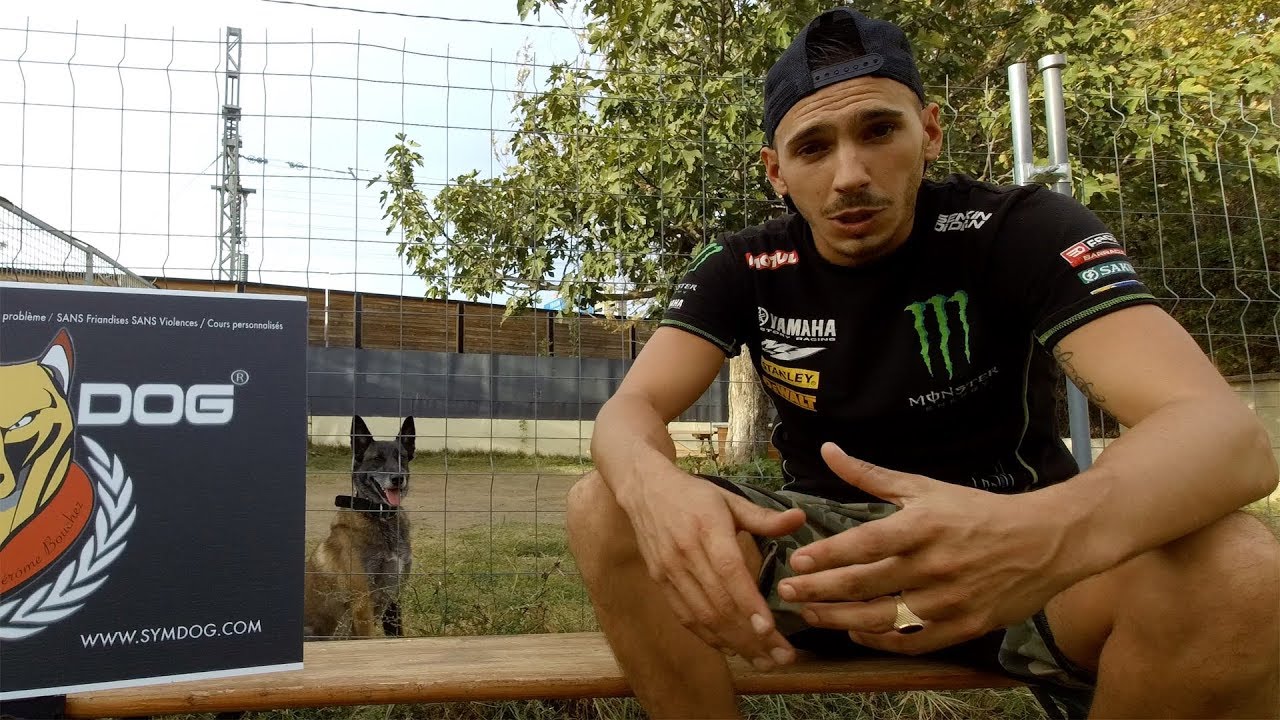 L'AGRESSIVITÉ DU CHIEN / DOGUE ARGENTIN