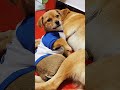 There are cute pets at home, little puppies, growth stories of cute pets, dogs, Boo absurd videos