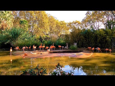 Barcelona Zoo - Spain