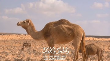 القرآن راحة القلوب❤تراويح #رمضان 1455هـ#سورة_الحج#عبدالرحمن_الزواوي