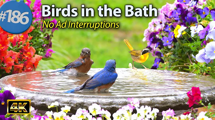 Relaxing Bird Bath 😻 Splashing Birds  Fountain Water Sounds Uninterrupted CatTV @LensMyth thumbnail