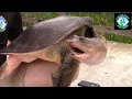 GIANT Turtle CAUGHT in Florida Pond! Catching the Florida Softshell (ft. Animal Encounters)