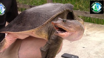 GIANT Turtle CAUGHT in Florida Pond! Catching the Florida Softshell (ft. @AnimalEncountersEP)