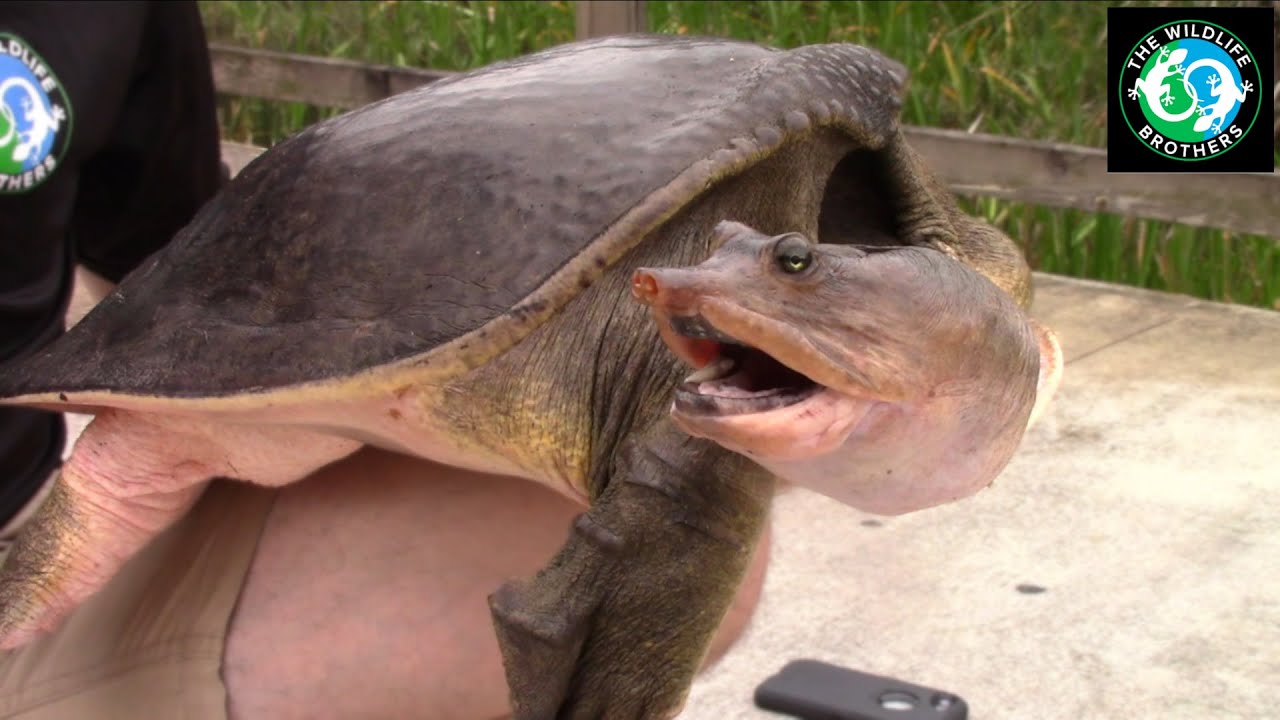 Is It Illegal to Catch Soft Shell Turtles in Florida - Turtlean