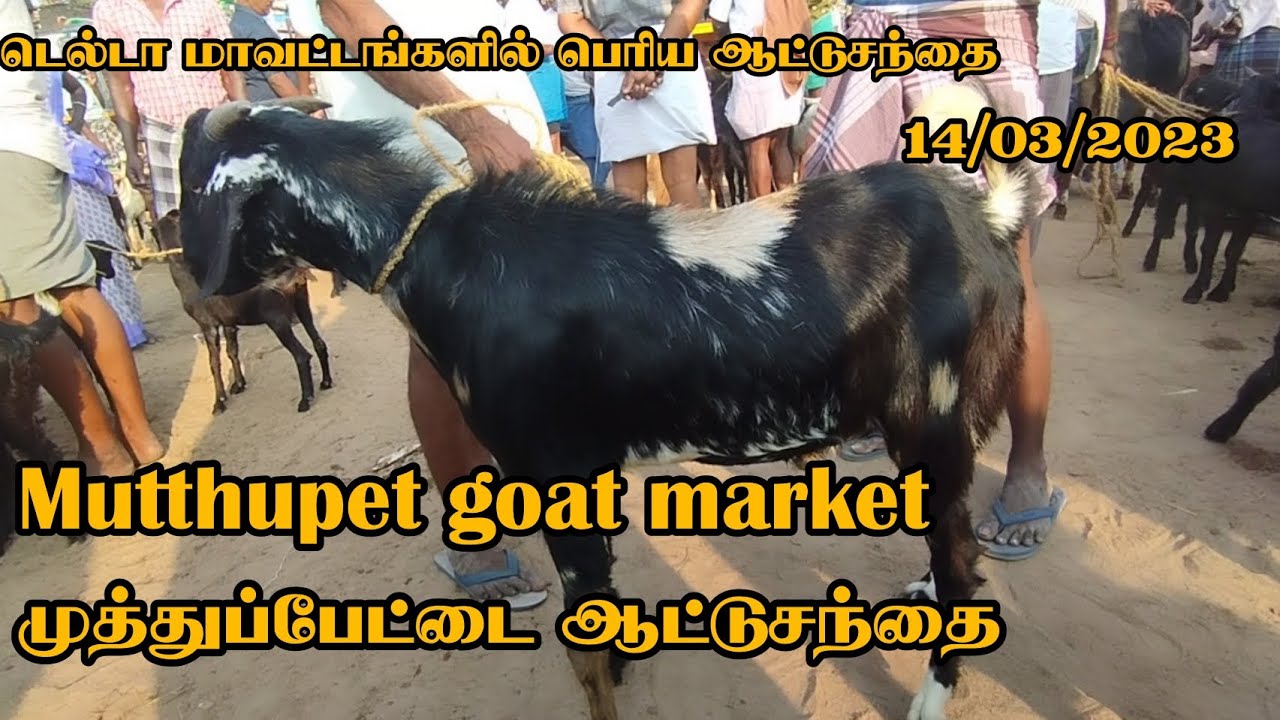 முத்துப்பேட்டை ஆட்டுசந்தை|mutthupet goat market|#திருவாரூர்மாவட்டம்@Deltakaalnadaisanthai
