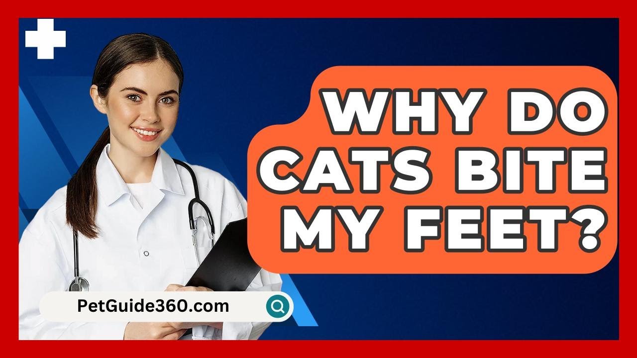 Why Do Cats Bite My Feet? - PetGuide360.com