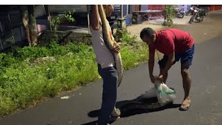 Download Lagu EVAKUASI ULAR SANCA KEMBANG DI TENGAH JALAN RAYA MP3