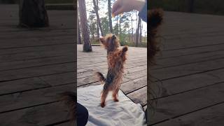 Yorkshire Terrier Making Tricks in the BOG
