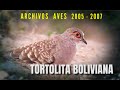 TORTOLITA BOLIVIANA - Archivos Aves 2005 - 2007