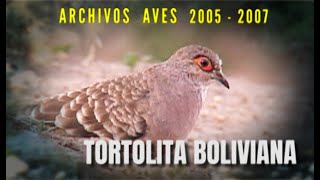 TORTOLITA BOLIVIANA - Archivos Aves 2005 - 2007