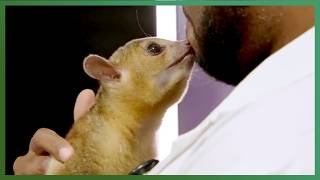 Dr Ross Treats A Kinkajou And A Feather Plucking Parrot | The Vet Life