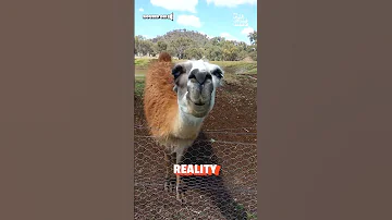 Llama Spit Expectations Vs Reality 