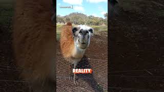 Llama Spit! | Expectations Vs. Reality