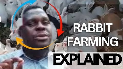 How to start Rabbit Farming Business in Nigeria in 2025 | Detailed step by step Guide
