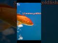 Different types of goldfish🐠#ayanaquraim#shorts