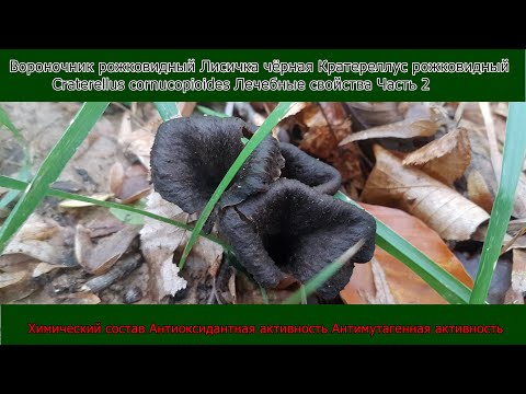Вороночник рожковидный Лисичка чёрная Craterellus cornucopioides Лечебные свойства Часть 2