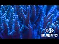 Hc aquatics reefing reef tanks  next level reef aquarium