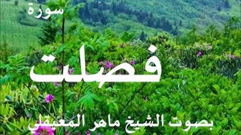 سورة فصلت بصوت الشيخ / ماهر المعيقلي 41