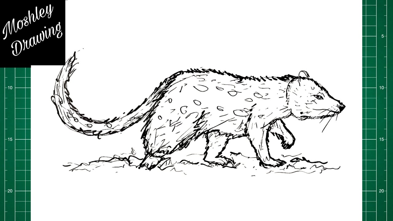 How to Draw a Tiger Quoll YouTube