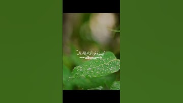 قراءه هادئه بصوت القارئ الشيخ فارس عباد #قرآن #اكسبلور #قران_كريم #فارس_عباد #لايك #راحة_نفسية