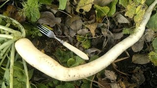 Дайкон,пекинская капуста сентябрь м-ц. Дайкон,пекинская капуста сентябрь м-ц.
