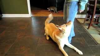 JINDO AKITA MIX dog tricks