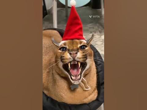 pumba caracal#shorts - YouTube