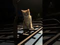 Китайская кошка на Карасу 1 #кошка #котик #китай #жигули #машина #прикол