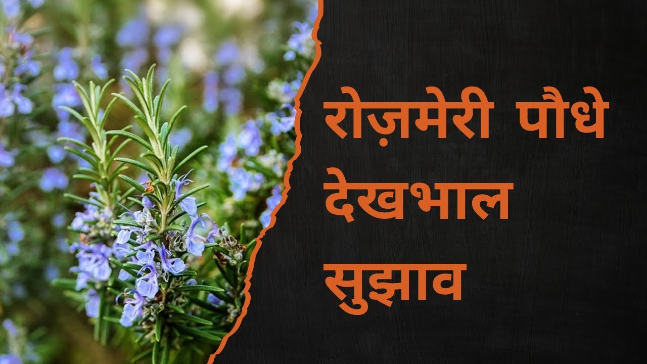 रोज़मेरी // गुलमेहंदी // रोज़मेरी की देखभाल // औषधीय पौधे 