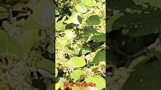 মাশাল্লাহ কি সুন্দর shortvideos naat viralvideo shortgojol shorts