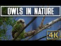 Relax with 4K Owls set to Music in Nature for Relaxing and Sleeping