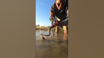 Easy Common Water Snake Trap Using Fishing Net🐍🐍#shorts