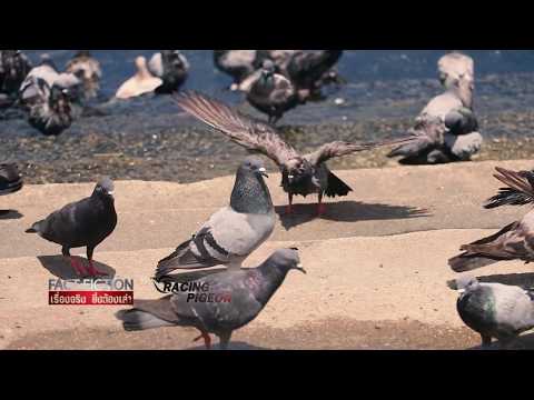 วีดีโอ: นกบูลฟินช์บินที่ไหน