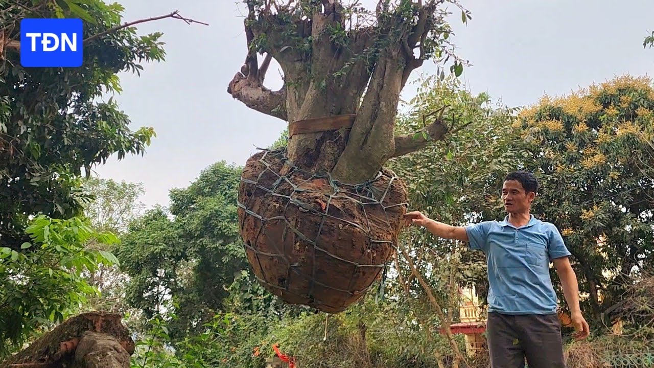 Kỹ thuật đánh bầu và trồng cây Duối khủng khai thác tự nhiên #tamdaonui