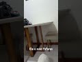 #cat #cats #catshorts #catvideos #gato #gatos #viral #meme #memes #pet #pets #petlover #petlovers