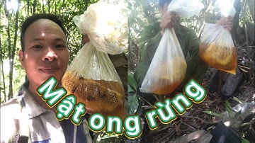 Hành trình đi tìm mật ong rừng/ lấy tổ ong treo leo trên ngọn cây cao
