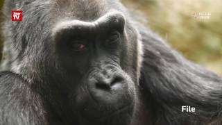 Colo, the oldest gorilla in captivity dies at Ohio zoo