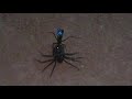 Predatory wasp and huntsman spider