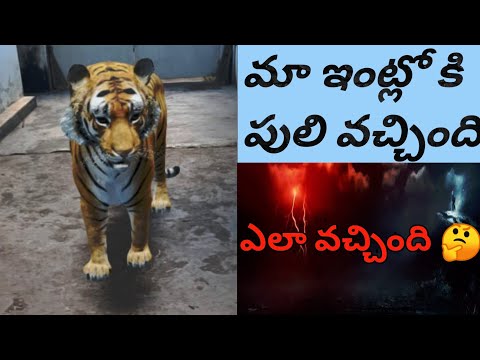 Tiger in my house ?|Google play AR core services| in Telugu