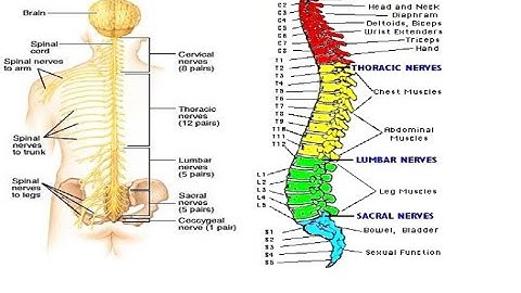 Two Minutes of Anatomy: Spinal Nerves