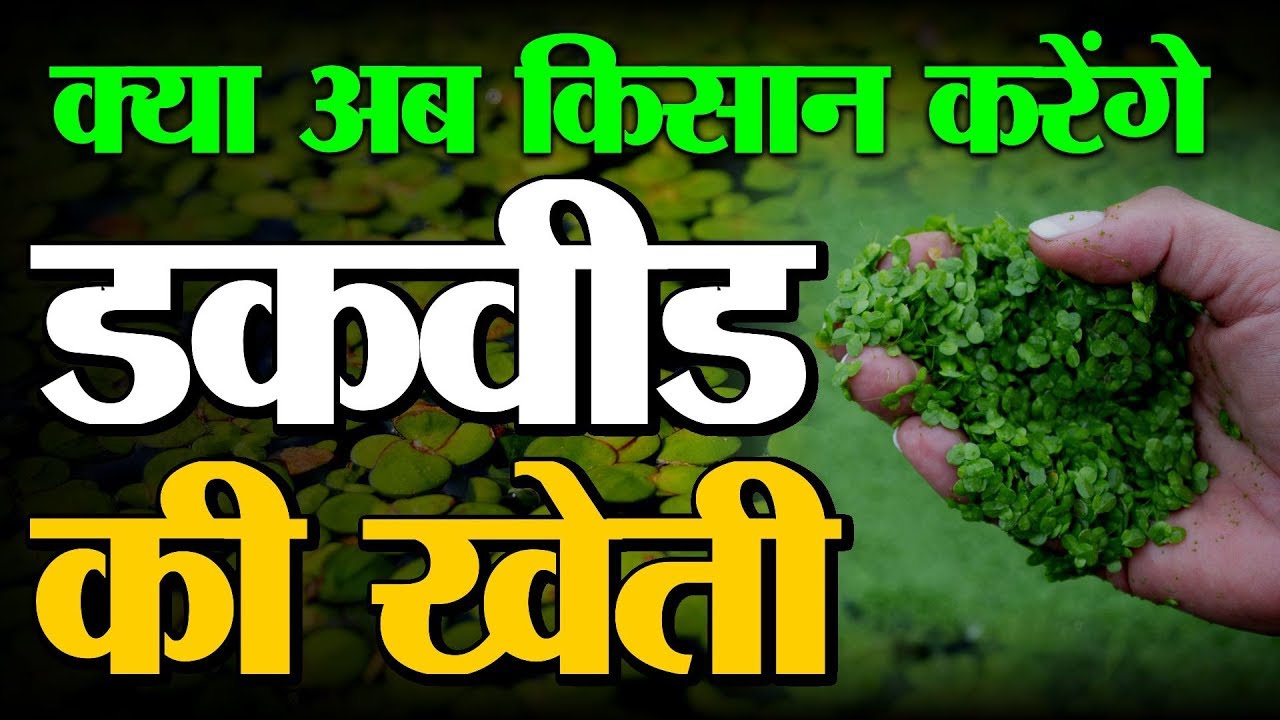 Kisan समझे Duckweed का महत्त्व और करें खेती | Duckweed Farming | Why to